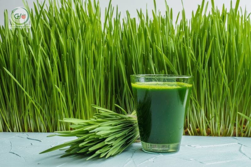 Cách uống cỏ lúa mì đúng cách
