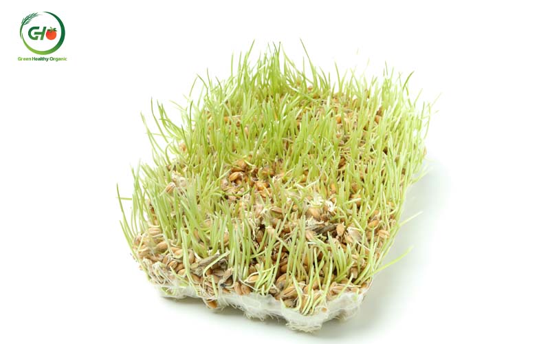 Cỏ lúa mì khử mùi hôi cơ thể