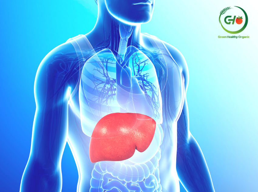 Chức năng của gan Chức năng của gan